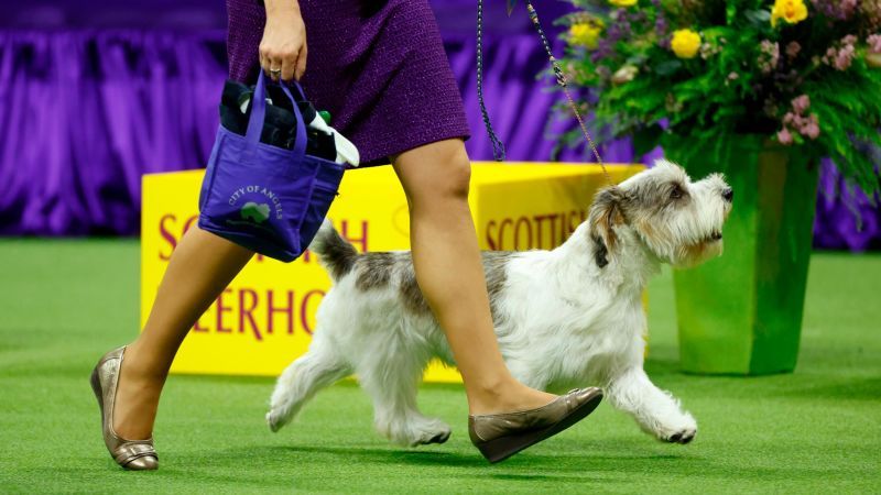 Westminster Dog Show 2023: Buddy Holly the Petit Basset Griffon Vendéen wins