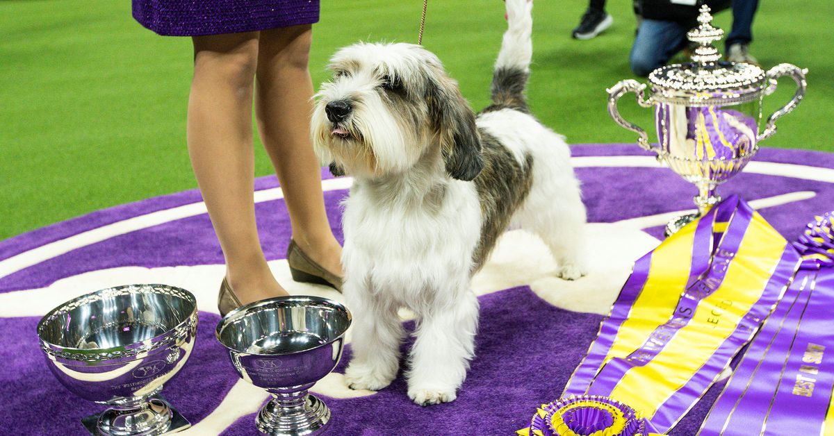 Dog named Buddy Holly is first of its breed to win Westminster show