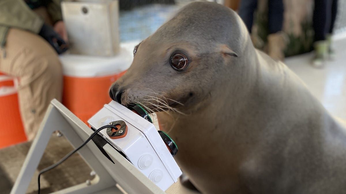 US Navy Is Teaching Sea Lions To Play Video Games