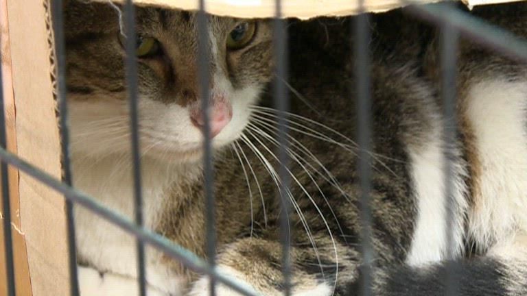 Michigan family drives 15 hours to eastern NC to reunite with lost cat