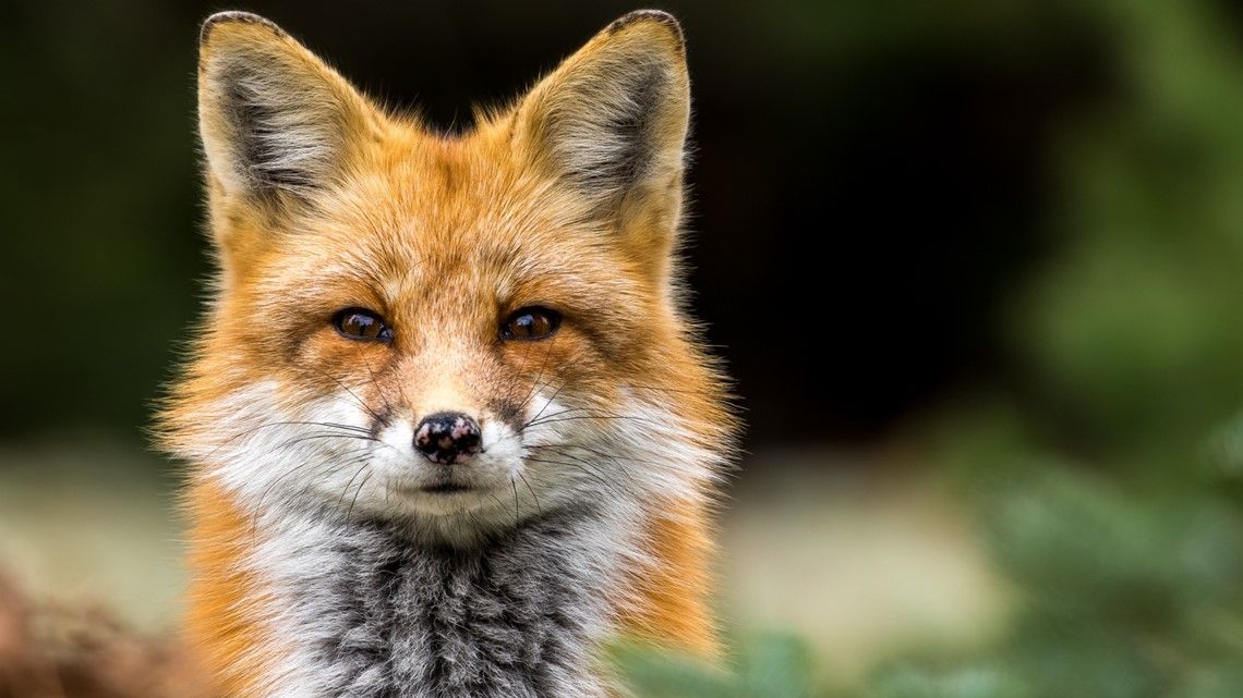 Here's why you could see a fox during the day