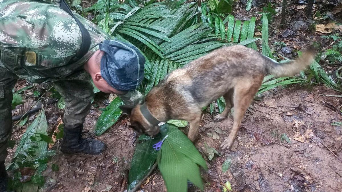 Enfants retrouvés en Colombie : Wilson, le chien héros porté disparu pendant les recherches