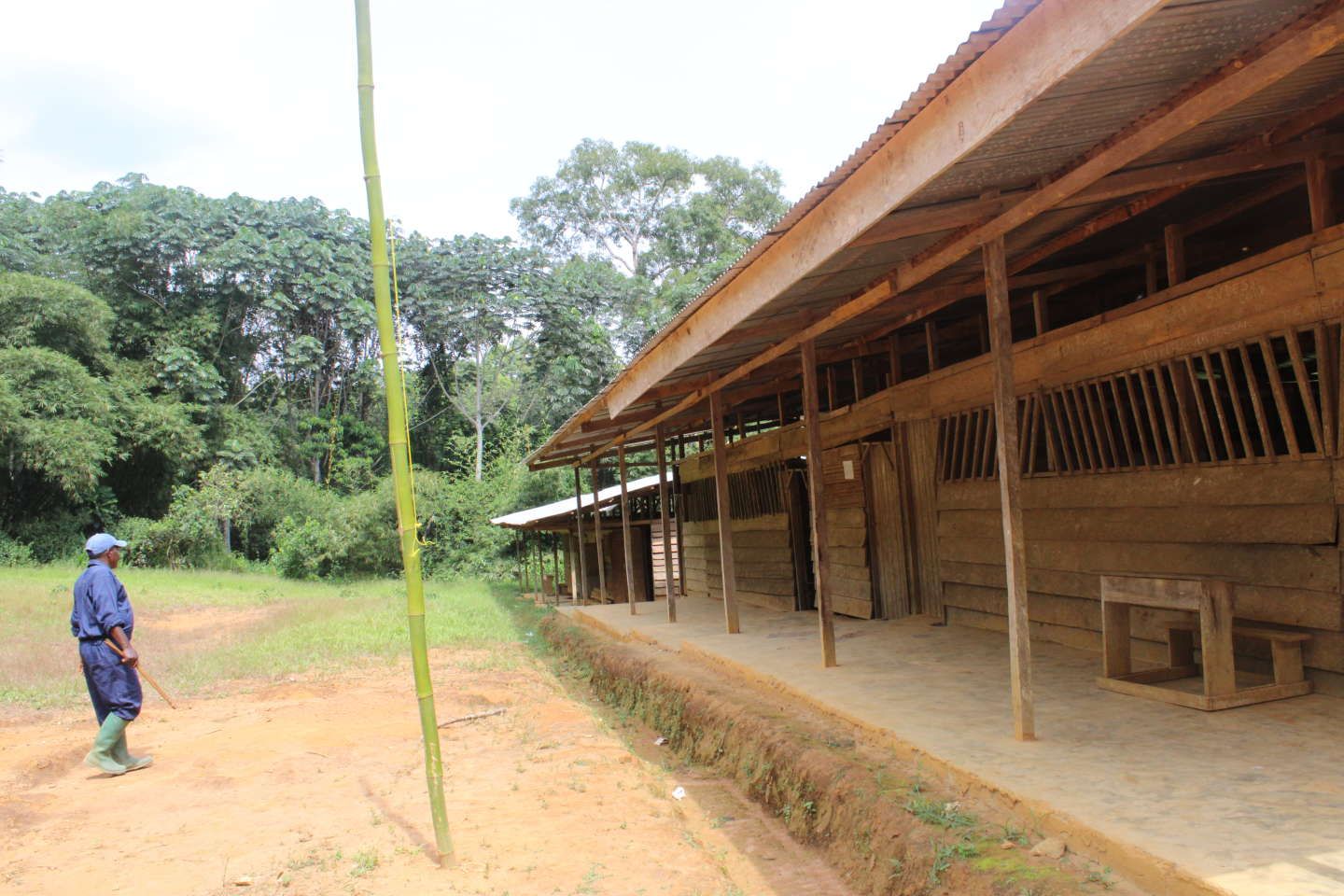 Au Cameroun, des communautés forestières complices des trafiquants de bois