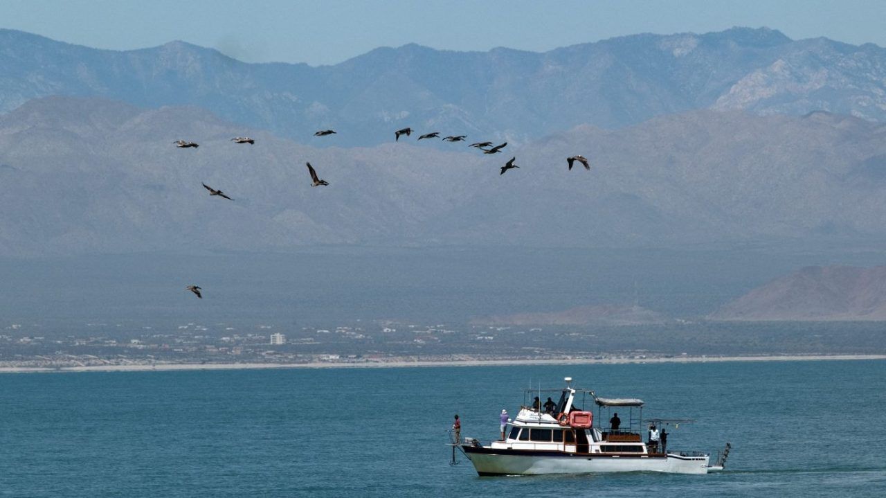 Expedition finds resilient population of world’s endangered vaquita porpoise