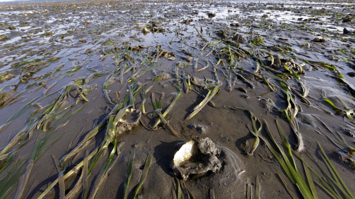 FDA warns on paralytic shellfish poisoning in Pacific Northwest. What to know