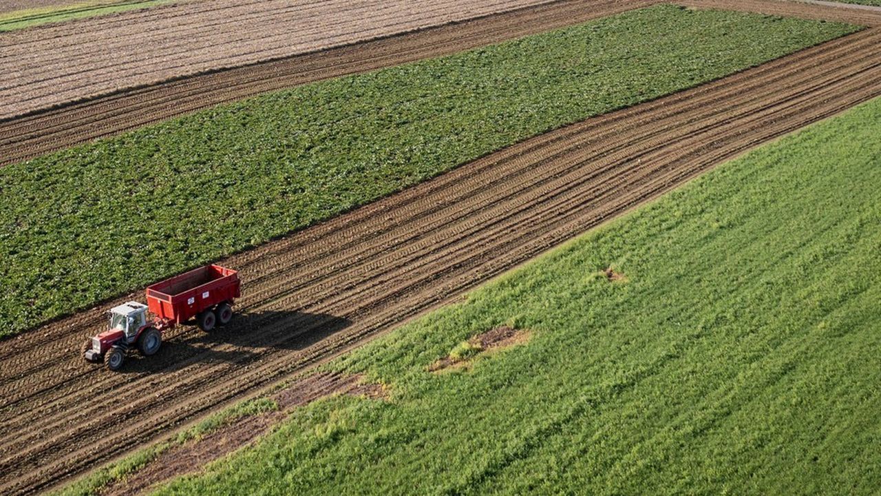 Placements : les nouveaux prix des très convoitées terres agricoles