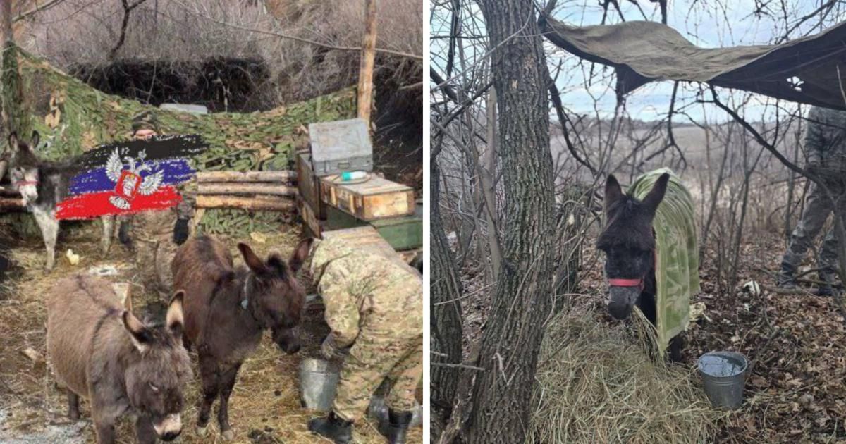 Guerre en Ukraine : pour sa logistique, l’armée russe réintroduit... des ânes, voire des chameaux