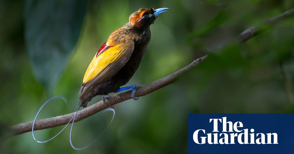 Many birds-of-paradise species emit light through their plumage, study finds