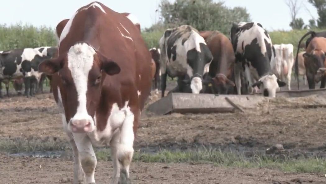 Avian flu confirmed in South Dakota dairy herd