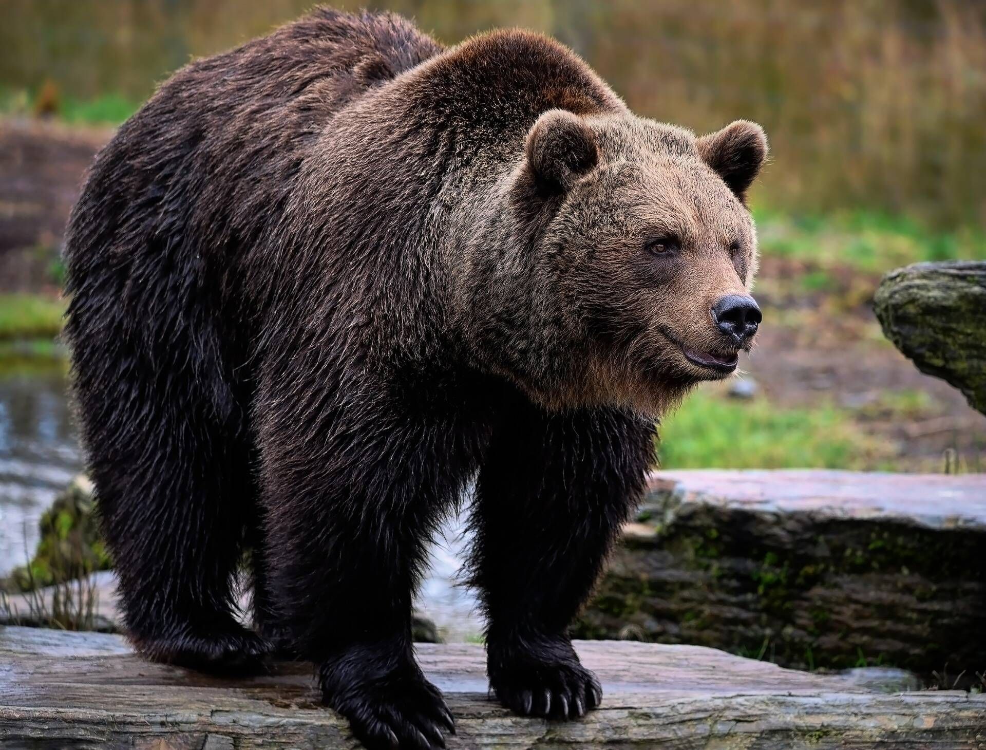 Un jeune joggeur tué par un ours en Italie, une première dans le pays