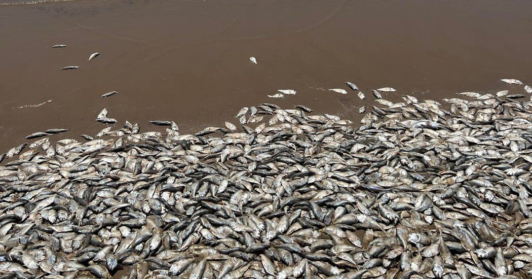 Tens of Thousands of Dead Fish Wash Ashore on Gulf Coast in Texas