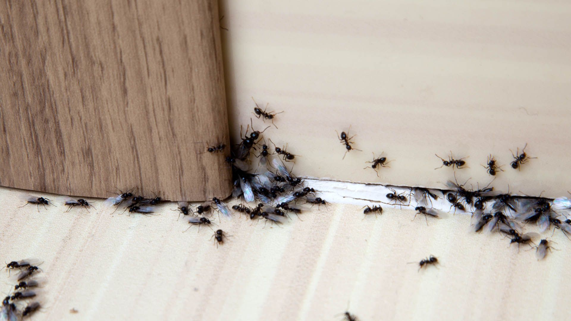 My $1.33 hack instantly removes ants from your kitchen - it makes your space smell great and uses a single ingredient