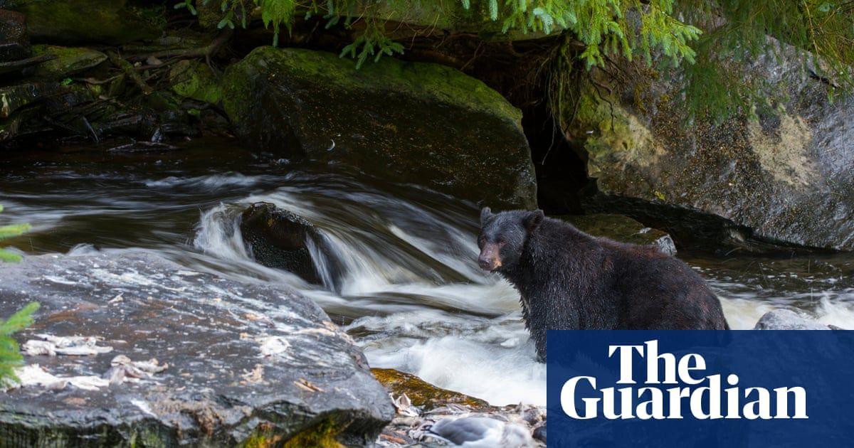 Beach bum? No, bear! Florida sunbathers shocked by ursine ocean-goer