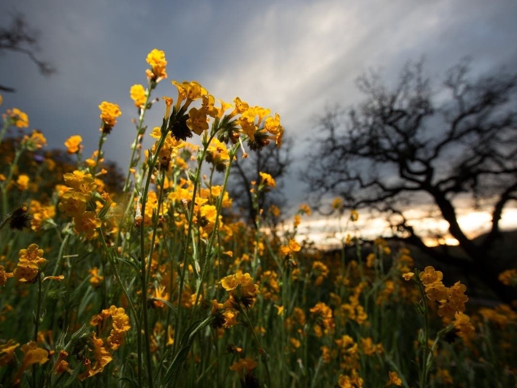 El Niño Is Here Early, And It May Get Strong: What That Means For CA