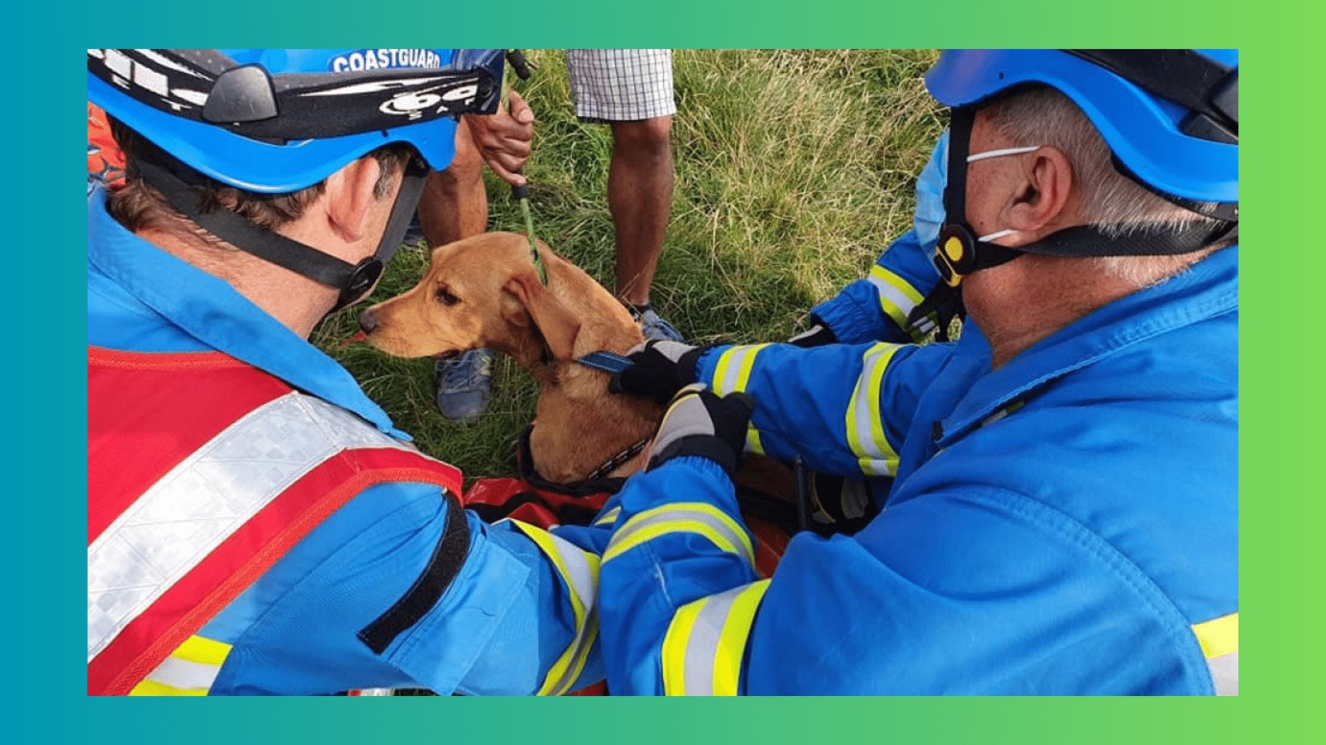 Milo, le Labrador casse-cou, chute de falaise !