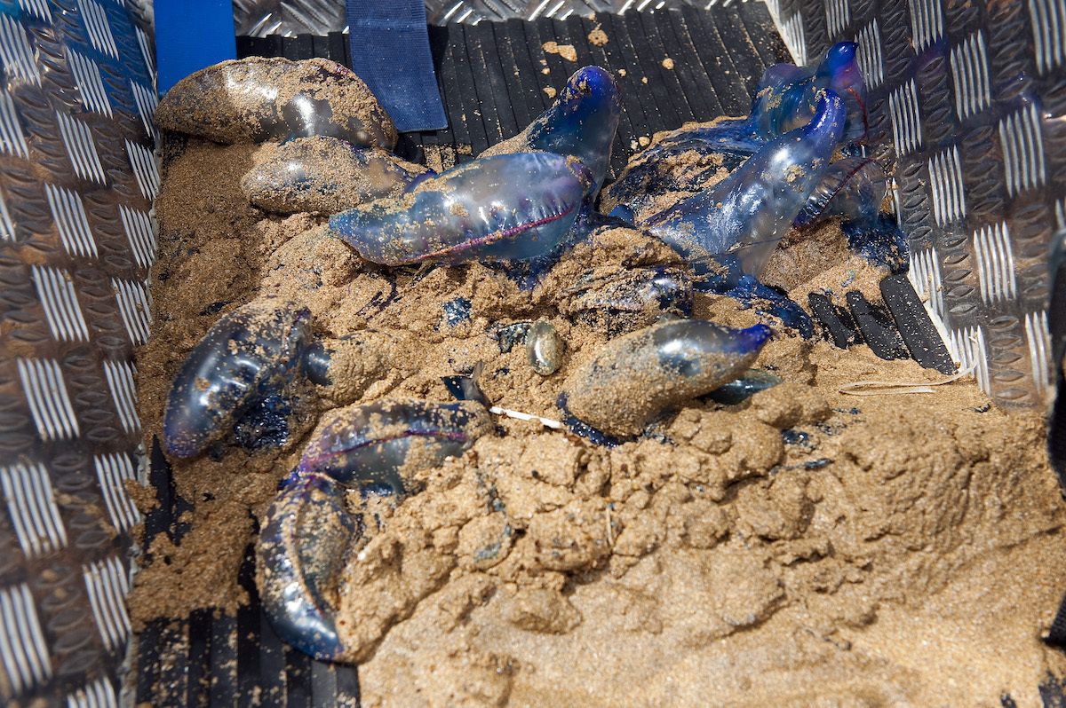 Plusieurs baigneurs ont été piqués par des physalies