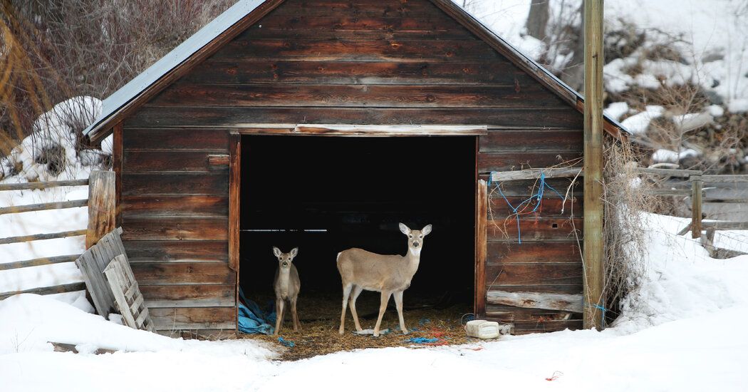 Coronavirus Spread Widely in Deer, and Perhaps Back to People, U.S.D.A. Says