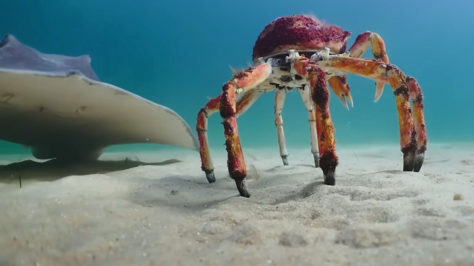 Ce gang de crabes protège un robot crabe d'une raie affamée