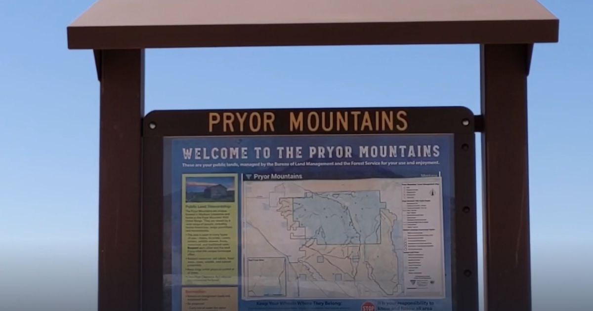 First confirmed sighting of grizzly bear in Pryor Mountains