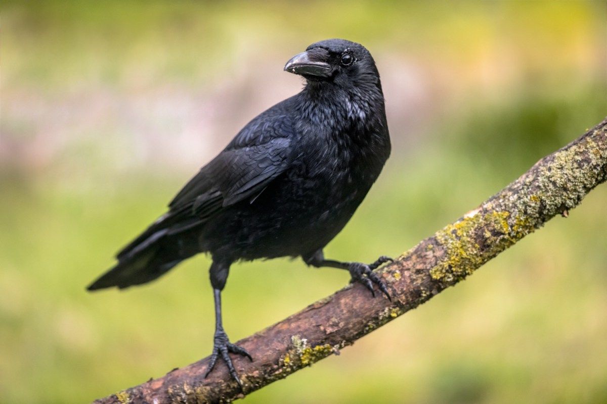 Another reason why crows are cool: they make nests out of anti-bird spikes