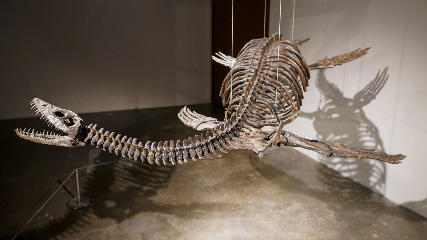 Fossilized skeletons of aerial and aquatic predators to be auctioned by Sotheby's