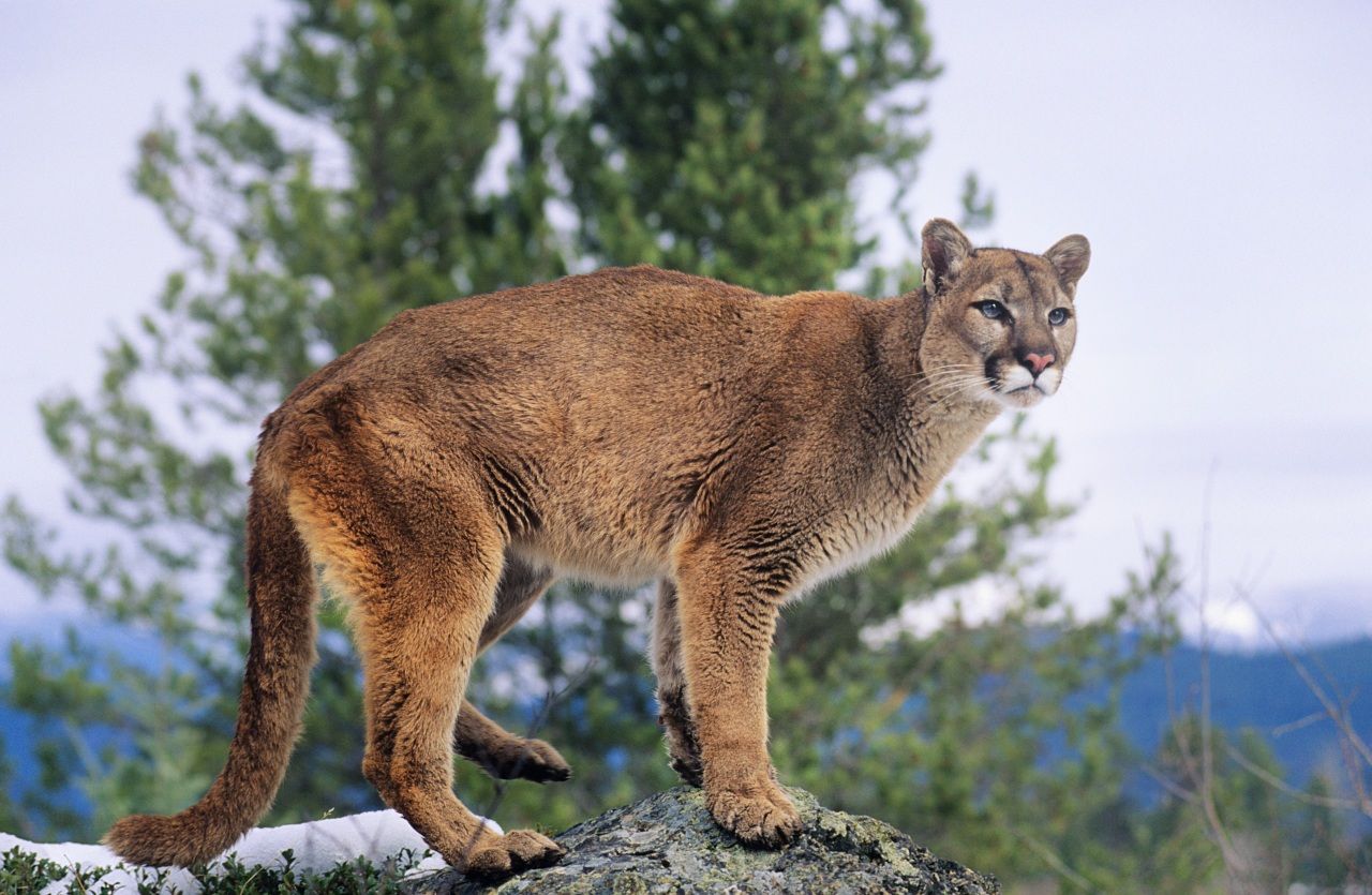 Mountain lion punctures 11-year-old girl's face