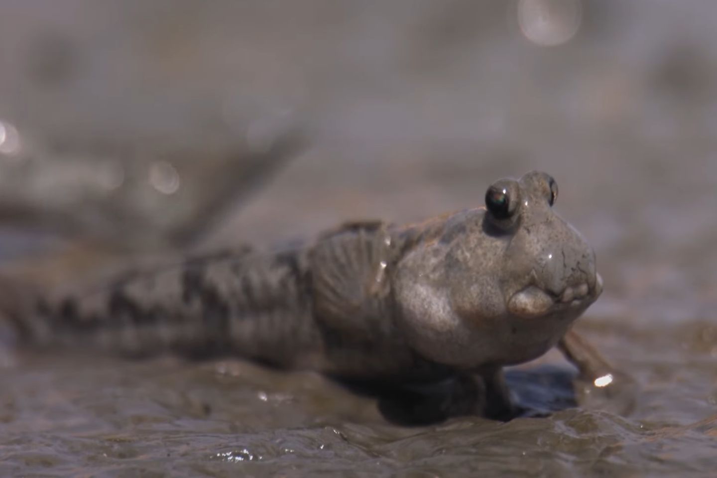 En clignant des yeux, un étrange poisson révèle les secrets de la vie hors de l’eau