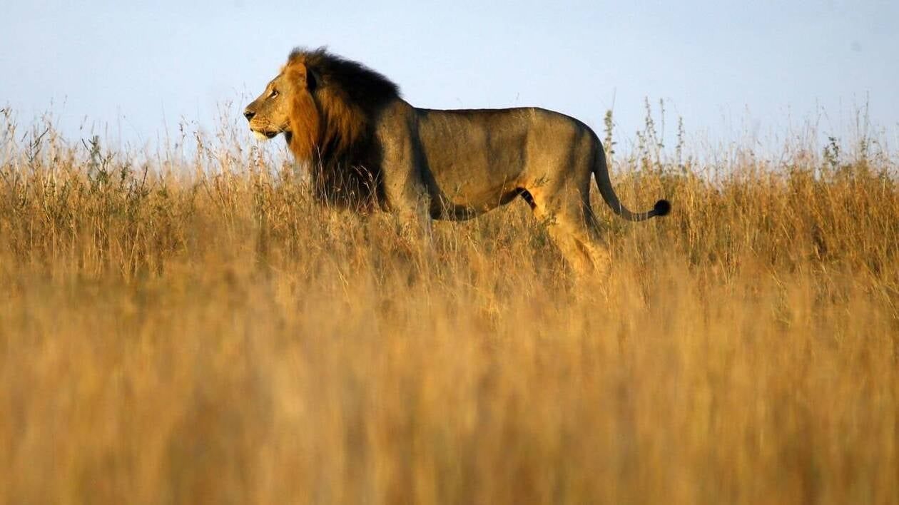 L’un des plus vieux lions au monde tué par des bergers au Kenya