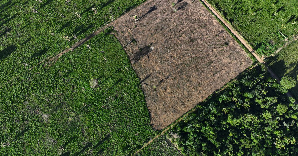 Deforestation in Brazil's Amazon falls 68% in April, first major drop under Lula