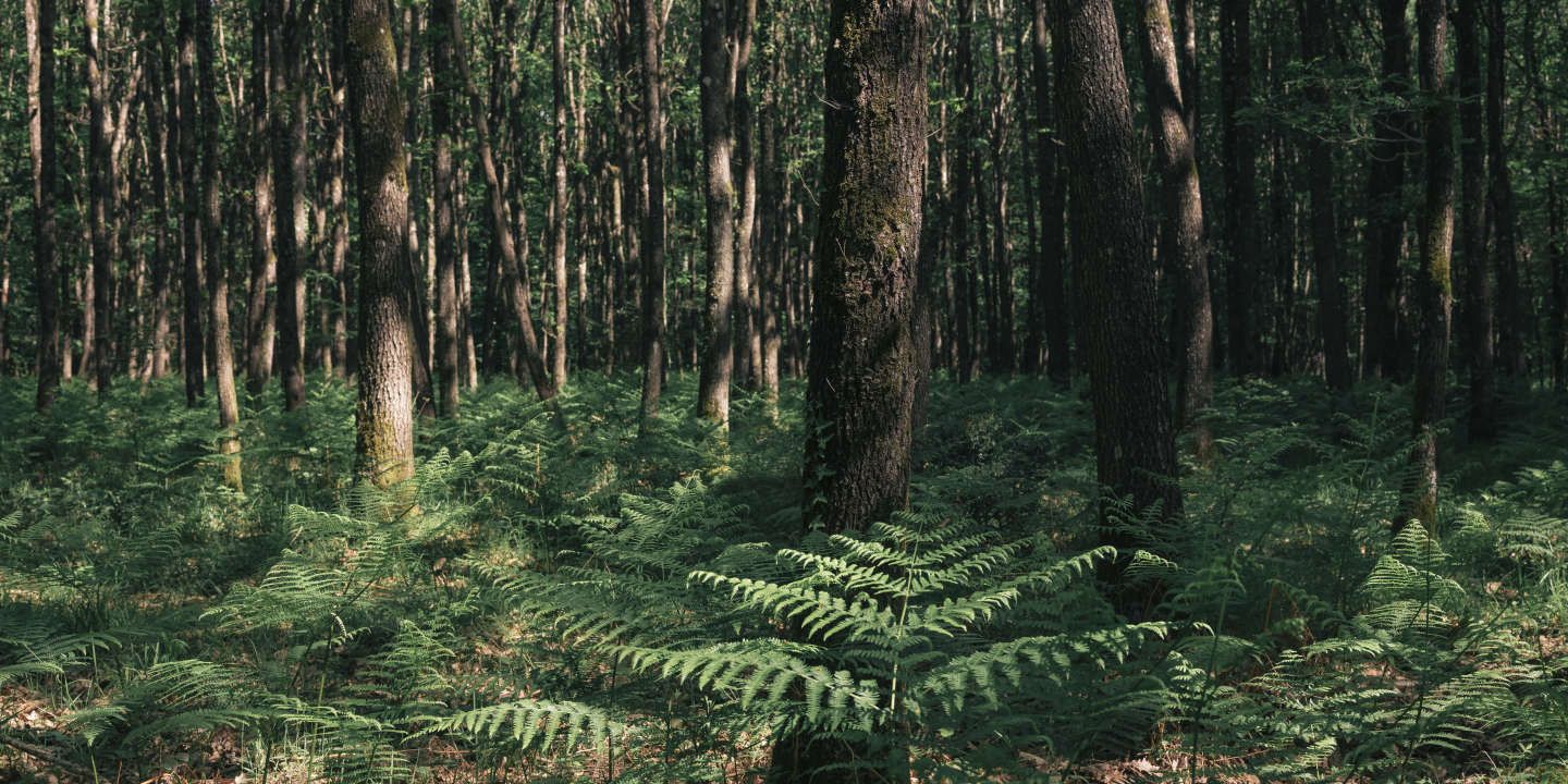 " Face à la sécheresse, toutes les espèces d’arbres ne sont pas aussi bien armées " : Albert Maillet, directeur des risques naturels à l’ONF, répond à vos questions