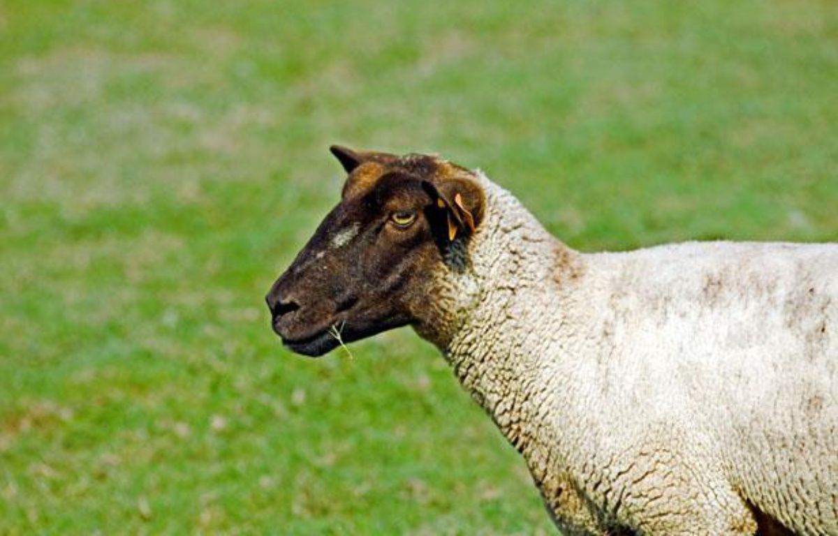 Hérault : A Pézenas, il élevait 115 moutons et agneaux en toute clandestinité