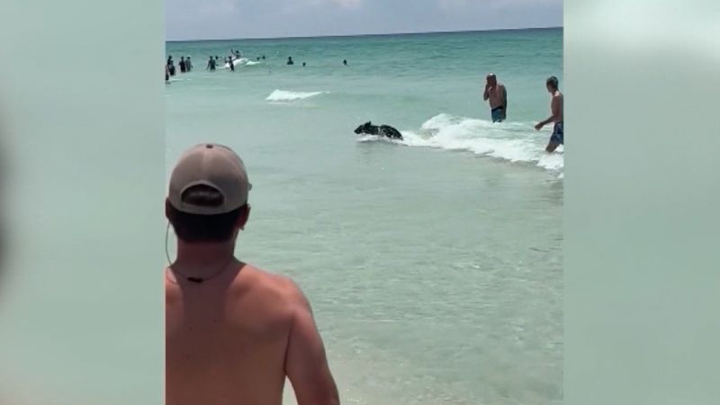 Bear joins Florida beachgoers for a summer splash