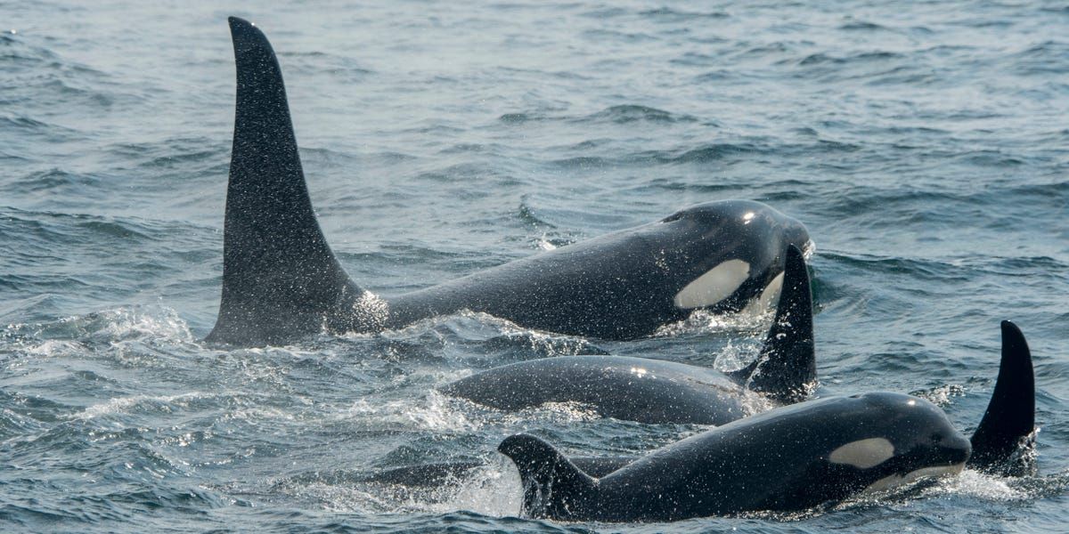 Sailor Who Was Attacked by Orcas Twice Says They Are Getting Quicker