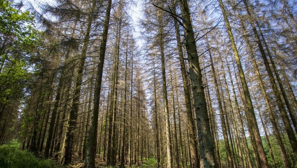 Risque de feux de forêts : l'alerte orange levée dans cinq départements