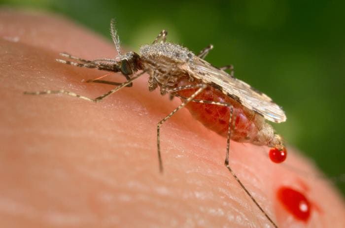 Michiganders urged to take precautions against mosquito bites as they’ve tested positive for virus