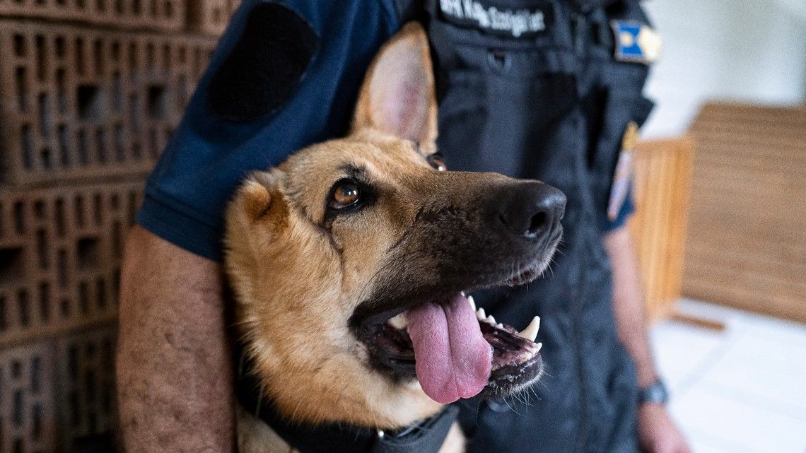 Rambo, dog wounded in Ukraine, becomes Hungarian police dog