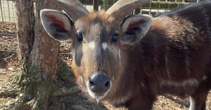 A Rare Antelope Dies After Choking on a Plastic Cap at Tennessee Zoo