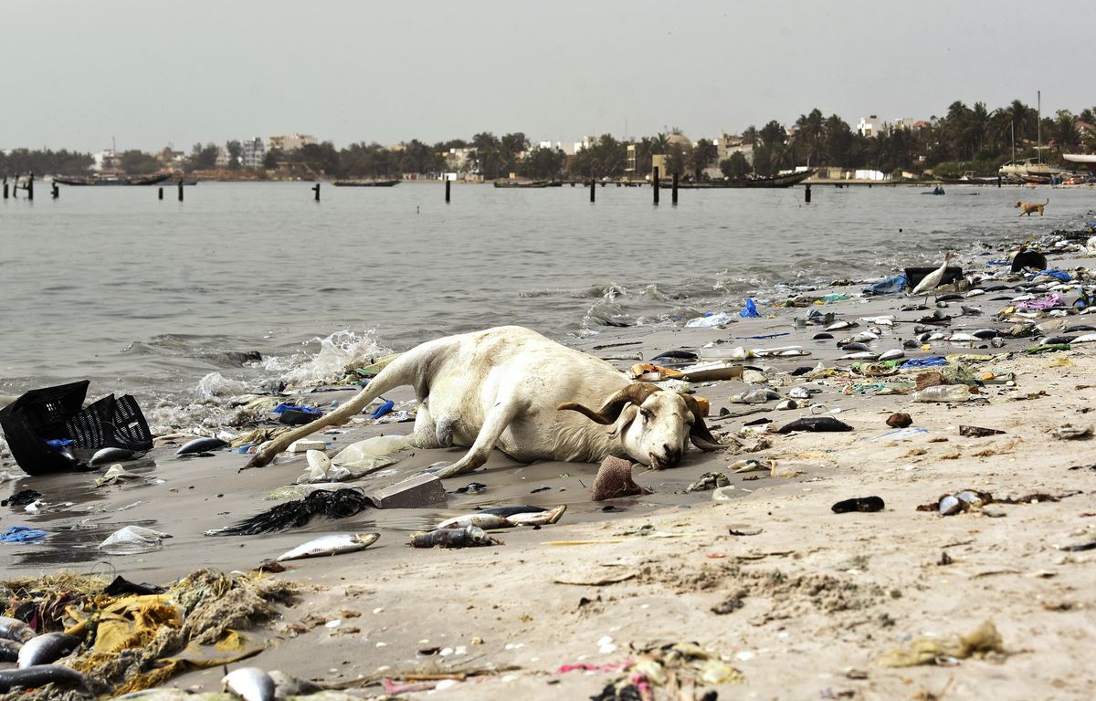 L’humanité a fait basculer la planète dans l’Anthropocène, c'est prouvé et c'est flippant