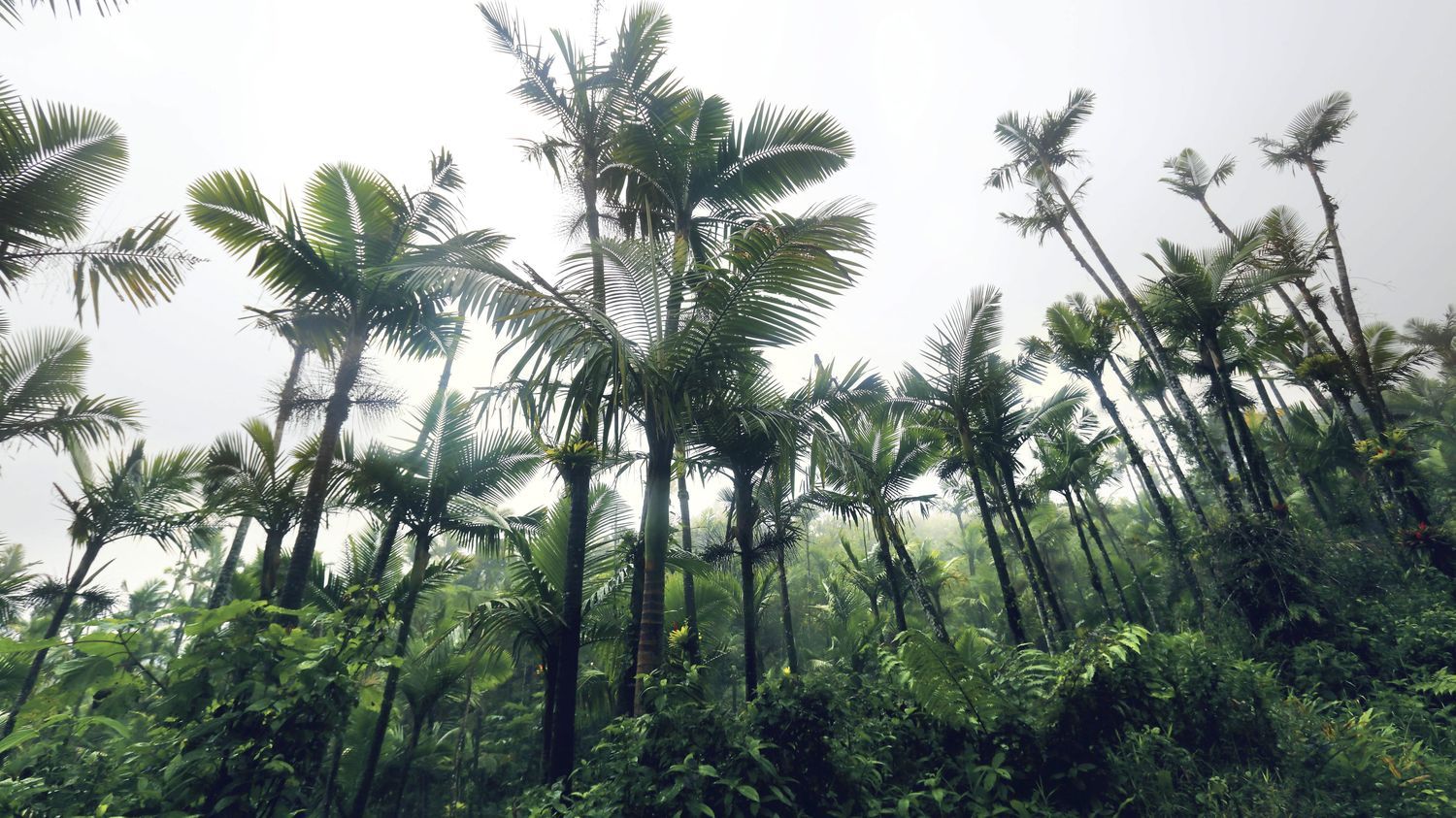 C'est mon boulot, en route pour la transition écologique : "Morfo", une start-up qui plante des arbres grâce à des drones