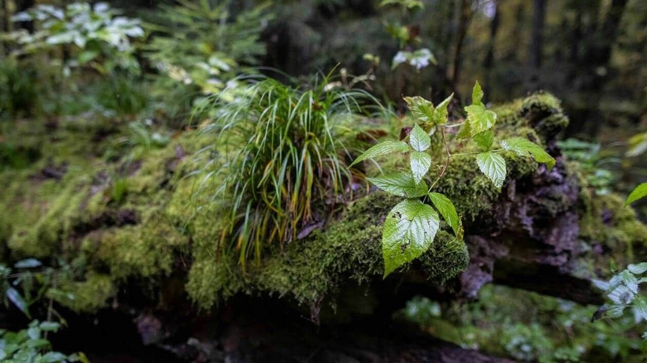 La loi sur la restauration de la nature adoptée de justesse par le Parlement européen