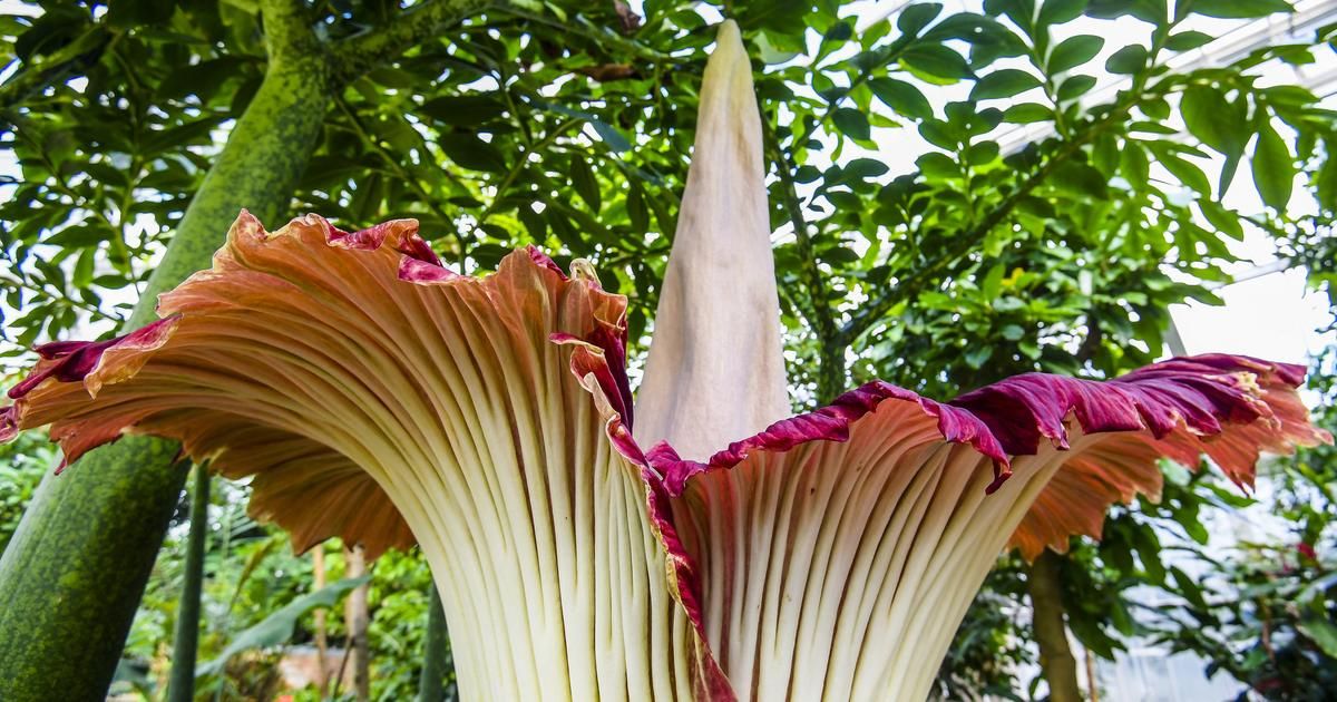 "Phallus de Titan" : en fleur pour la première fois à Nancy