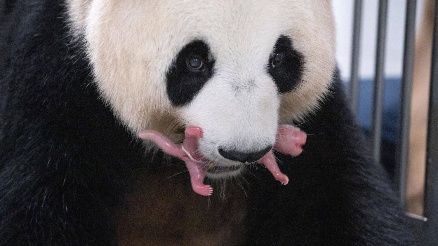 VIDEO. Deux jumelles pandas géants naissent dans un zoo sud-coréen