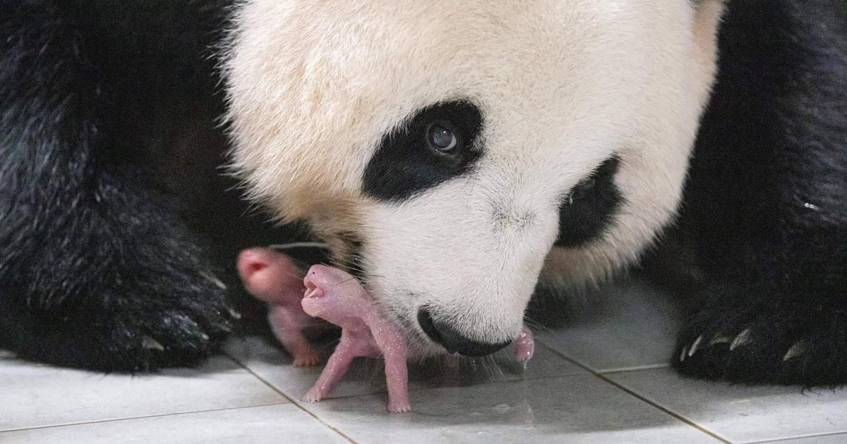 Corée du Sud : une naissance inédite de pandas géants jumeaux