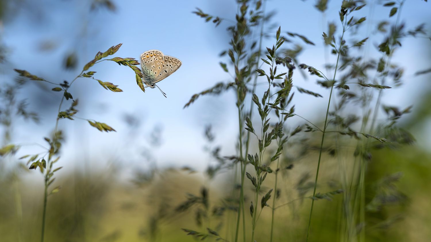 La loi "restauration de la nature" votée par le Parlement européen : 80% des habitats naturels sont en mauvais état de conversation en Europe