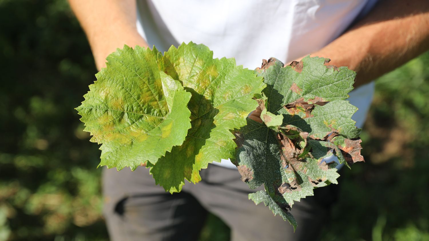 Gironde : le mildiou touche 90% du vignoble bordelais, "on est au fond du sac", témoigne un viticulteur, une cellule d’écoute et d’aide mise en place