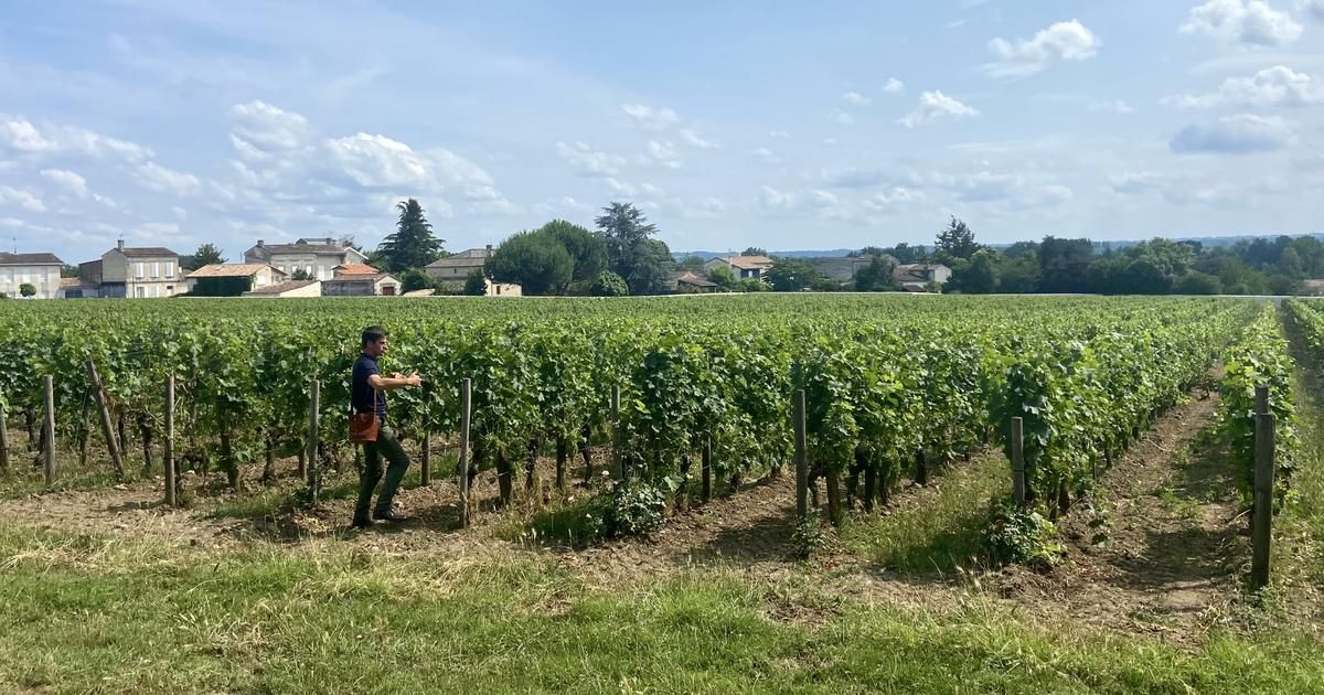 Du jamais vu "de mémoire de viticulteur" : 90% des vignes du Bordelais frappées par le Mildiou