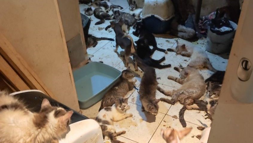 PHOTO - Suite à une intervention, la police découvre 130 chats et chiots entassés dans un appartement de Nice