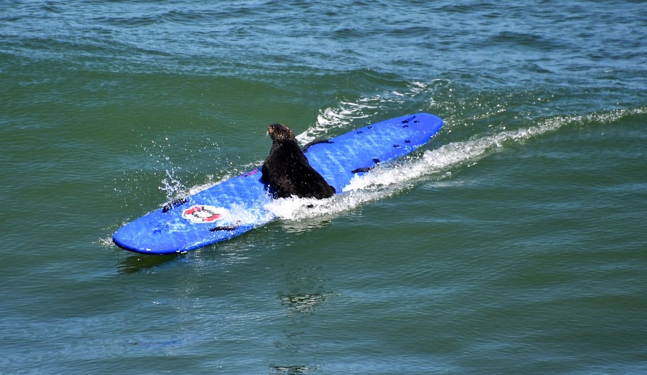 Photos: Surfing sea otter steals surfboards, eludes capture