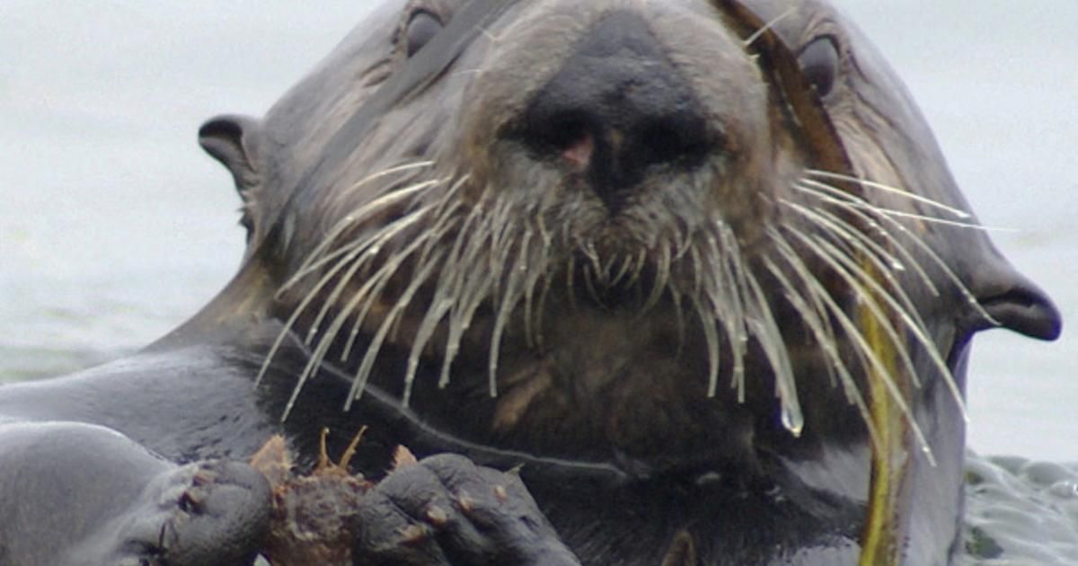 En Californie, une loutre de mer détrousse les surfeurs de leurs planches