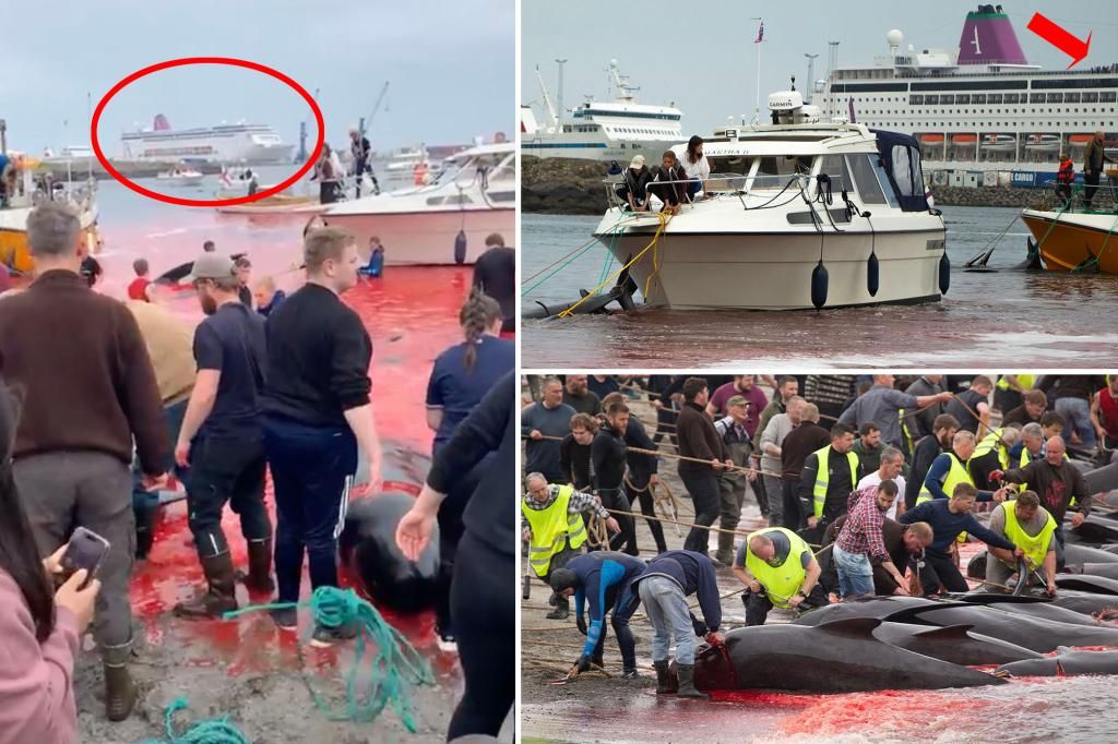 Faroe Islands tourists traumatized as 78 dolphins killed